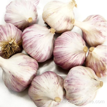 Fresh Chesnok Red Garlic For Export